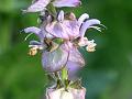 Clary Sage